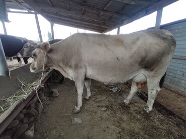 Животные: Продаю | Корова (самка) | Алатауская | Для молока | Осеменитель