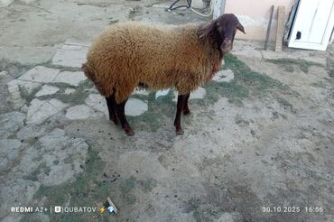 cau cau qiymeti: Damazlıq Erkey togulu satılır istəyən olsa yazsın video sun atım baxın