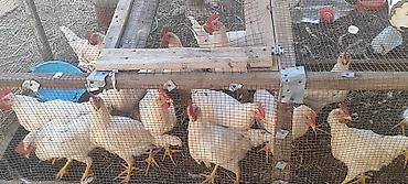 цыплята простые: Продаю | Куры | Леггорн | Несушки — 1