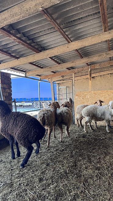 Баран, овца: Продаю | Овца (самка) | Для разведения | Матка — 11