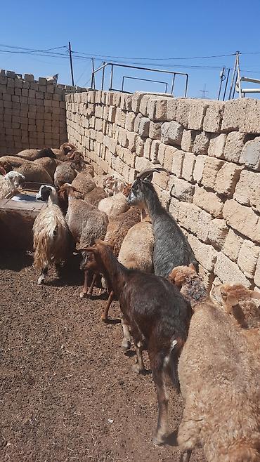 cins qoyunlar satilir: Məhsul: 30 başQoyun sürüsü Təsvir: - Yerli ətlik-yunlu tipli — 5