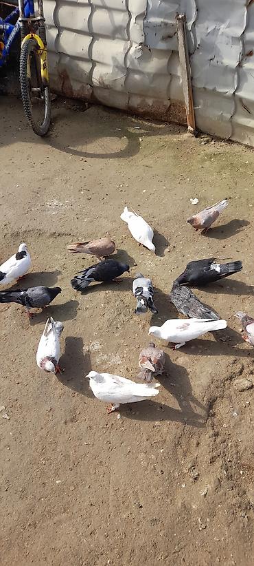 goyerci: Hoptum satılır 1i 5manatdan,cəmi 14 quşdu,2si sarı,2si qaragöy,2si — 1