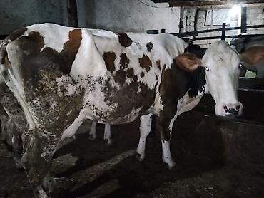 inek satislari: 5 aydı doğub təzə doğanda 16 litr verirdi indi hal hazırda 11,12 litr — 1