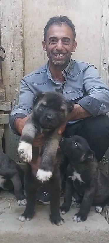 kangal satilik: Kanqal, 2 ay, Erkək, Peyvəndli, Rayonlara çatdırılma, Ünvandan götürmə, Ödənişli çatdırılma — 4