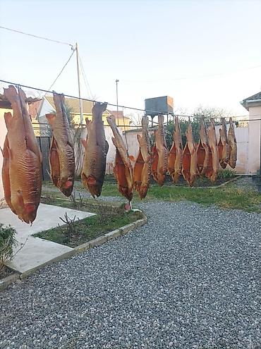 Salmon: Təbii üsulla hazırlanmış hisə verilmiş balıqlar. Təzə hazırlanıb — 4