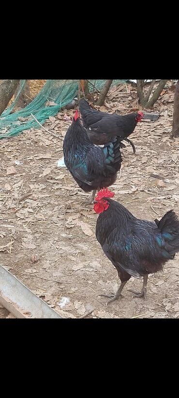 ponpon toyuq: Toyuq, Australorp, Yumurtalıq, Ünvandan götürmə