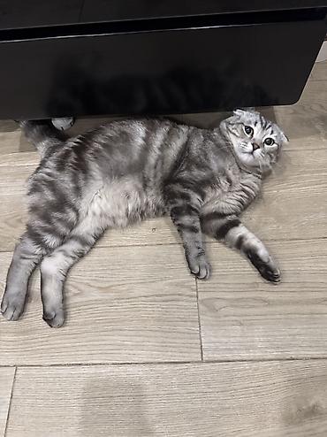 кошка вислаухая: Скотиш Фолд (Шотландская вислоухая), 1 год, Мальчик, Серый, Приучена к лотку — 2