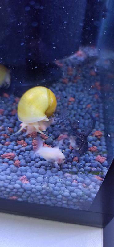 ucuz danalar: Akvarium üçün albino Corydoras panda (cory balığı) qrupu ölçüləri 5 sm — 6