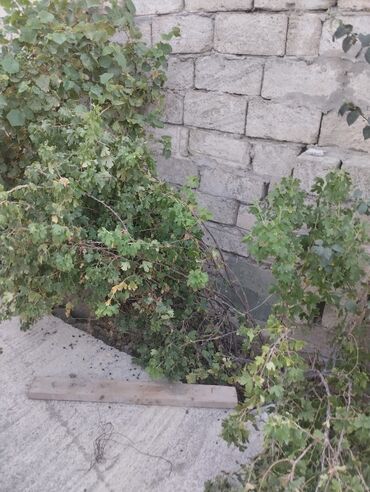 Uzunmüddətli kirayə evlər: 3 kv. m, 3 otaqlı, Qaz, İşıq, Su — 3