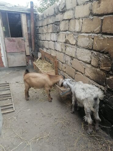 diş protezleri qiymetleri: Erkey dag kecisinen donmedi disi helebdi erkwy disidi 7 ayliqdi tecili