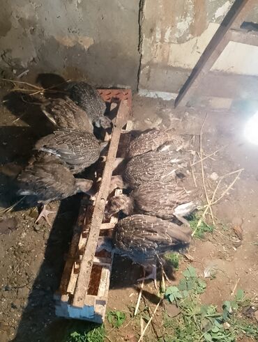 Cücələr: Hinduşka cücələri, Damazlıq — 6