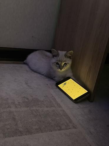 шотландская кошка черная: Котёнок 4 месяца шотландец с голубыми глазами и выразительной «маской» — 2