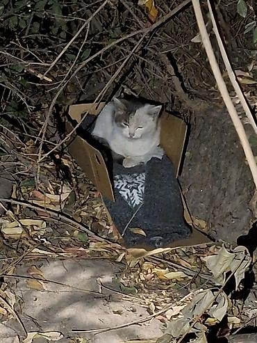 Отдам даром кошку: Котёнку нужен любящий дом. Лапа хромает. район Ак Босого — 3