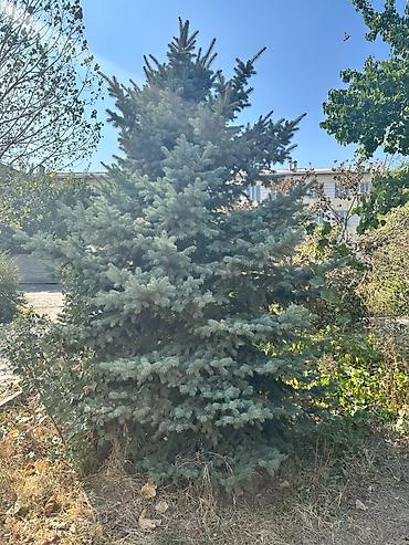 семена голубой ели купить: Ель колючая (Picea pungens), форма — «голубая ель». - Пышная крона — 1