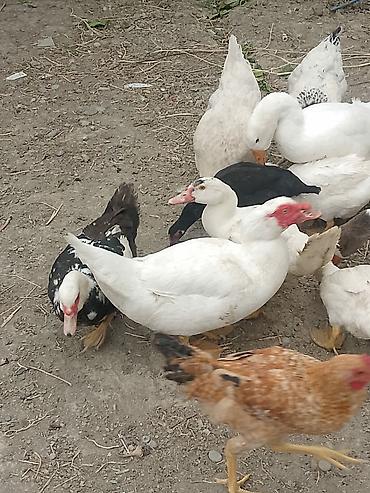ordək balası və cucə: Satilir 1 fere 1 xoruz — 2