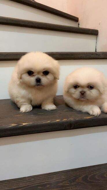 İtlər: Pekines, 3 ay, Dişi