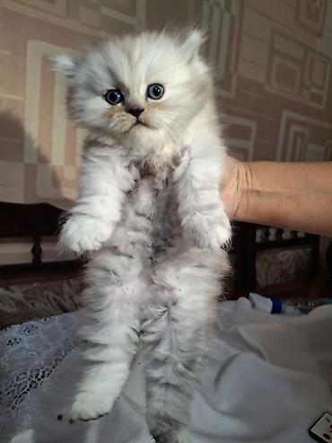 Pişiklər: Fars, Dişi, Ünvandan götürmə — 4