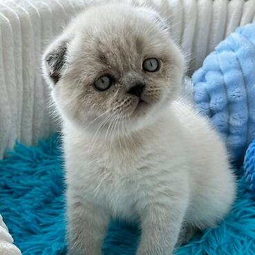Кошки: Шотландская вислоухая — 8