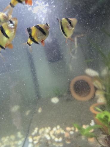 xiaomi akvarium: Akvaryum və tropik balıqlar dəsti Təkcə balıqlar-10 azn(9 barbus) — 2