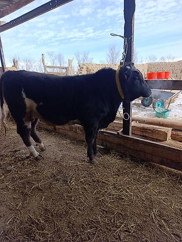 Коровы, быки: Продаю | Бык (самец) | Голштин, Швицкая, Алатауская | На откорм | Привязанные — 6