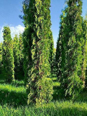 Берёза: Саженцы Платная доставка — 9