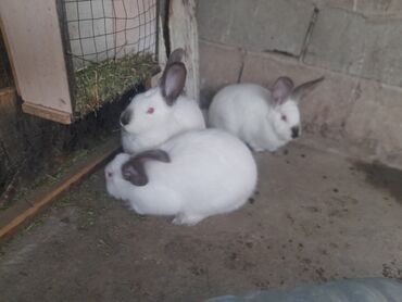 объявления о найденных собаках: Сатам | Коендун бөжөктөрү | Союуга, Көбөйтүү үчүн