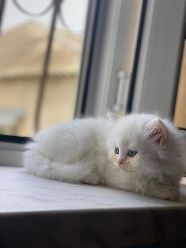 Кошки: Британская вислоухая, Самка, Самовывоз — 3