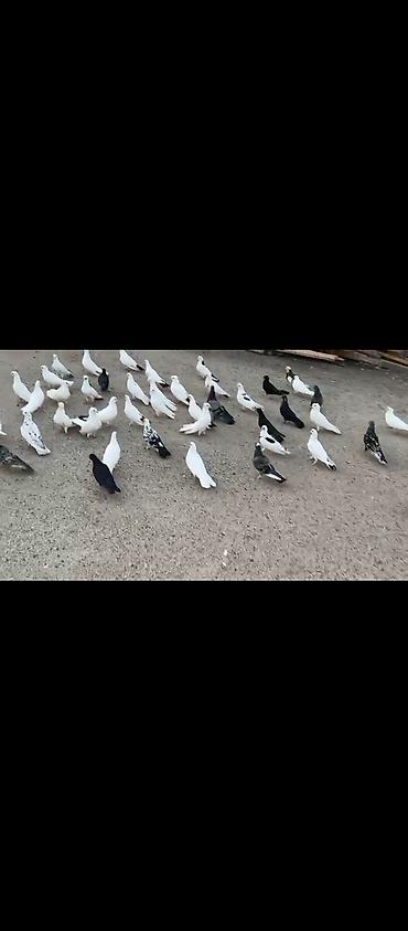 papuqay type 1: Təmiz sağlam heyvanlardi əsl damazlıq vatçap aktivdir — 3