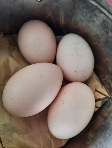 broyler yumurtasi satisi: Ünvandan götürmə, Ödənişli çatdırılma
