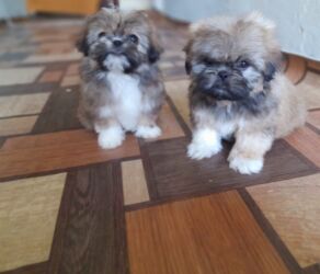 İtlər: Pekines, 1 ay, Dişi, Ödənişli çatdırılma — 9