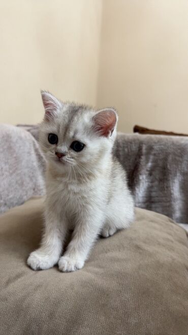 вислоухий котенок сколько стоит: Шиншилла, Самец