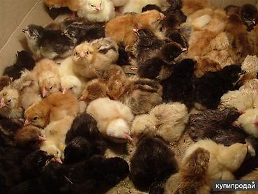 Куры, петухи: Продаю | Цыплята | Бройлерная — 5