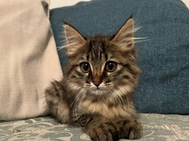 кошка британская: Смесь мейн куна и шотландского.Котенок 2 месяца. #Мышык #Кошка #Кот