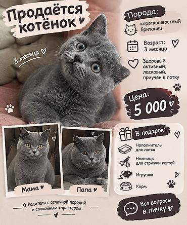 Британская короткошёрстная, 3 месяца, Девочка, Серый, Приучена к лотку
