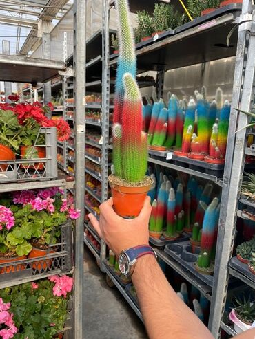 Buket güllər: Rəngli dekorativ kaktus – qladiator sütun forması. - Çoxrəngli