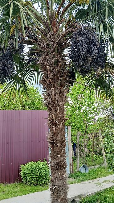 soltan darağı gülü: Trachycarpus fortunei (yapon xurması/çəhrayı-lifli palma) – yetkin — 1