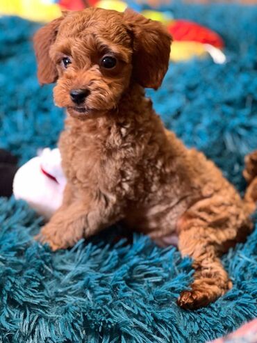 Psi: Nasa odgajivacnica se nalazi u Indjiji i bavimo se uzgojom pasa 15 — 9