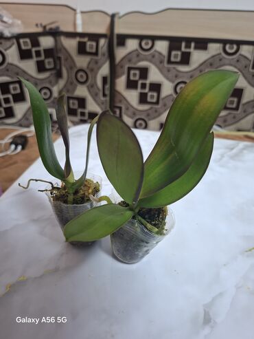 сколько стоит большой аквариум: Продаются орхидеи и Араукария. Орхидея 250 Араукария 1200 (80 см )