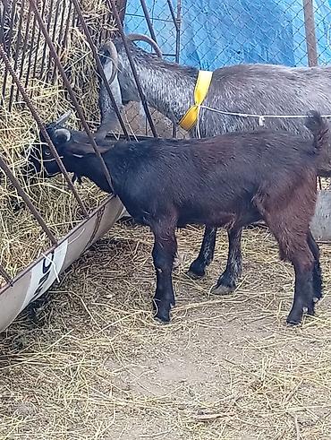 golden goat: Super damazlıq heleb cepişleri erkeydiler hamısı 3 aylıqdılar böyük — 5