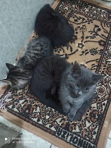 котики в оше: Отдам даром котят в хорошие руки — 6