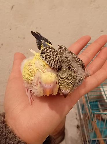 Tutuquşları: Məhsul: Dalğalı tutuquşu (bazarık/parakeet) cütü Təsvir: - Rənglər — 9