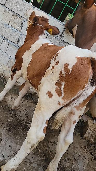 jersey cinsi: Smental Qırmızı-ağ rəngli inək və yanında bala dana. Şəkillərdə dana — 8