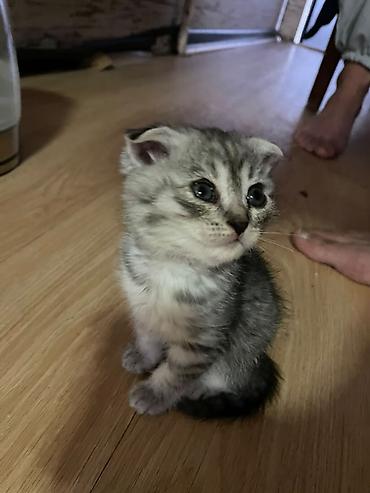 котенок вислоухая: Скотиш Фолд (Шотландская вислоухая), 1 месяц, Мальчик, Приучена к лотку — 2