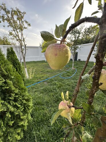 Günlük kirayə evlər: 240 kv. m, 5 otaqlı, Kombi, Qaz, İşıq — 7