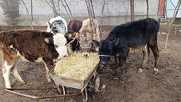 Коровы, быки: Продаю | Тёлка | Для молока | Осеменитель — 4