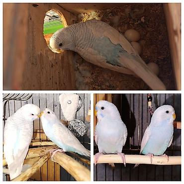 popugay satisi: Fosvor Olan Ağ İsə Cütü Sonu 60M — 1