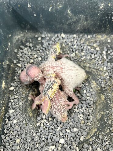 Tutuquşları: Təmiz qan ayağı üzüqlü qəydiyatlı altı balalı çexler cütlükler — 14