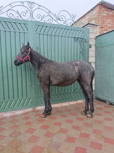 разведение сельскохозяйственных животных: Продаю | Жеребец | Для разведения