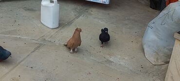 Göyərçinlər: Sari qara cutdu.sarinin ata anasi 6 saat ucur .cutu 45manata.pavlin 10 — 5