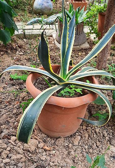 Agave americana ‘Variegata’ – böyük saksıda dekorativ sukkulent -